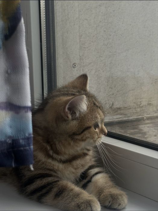 Котенок ,девочка