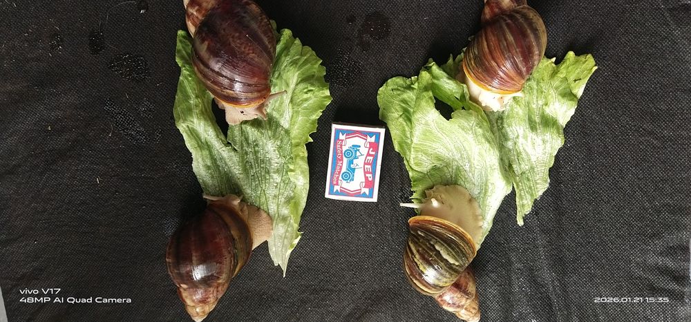 Улитка Африканская Архахатин