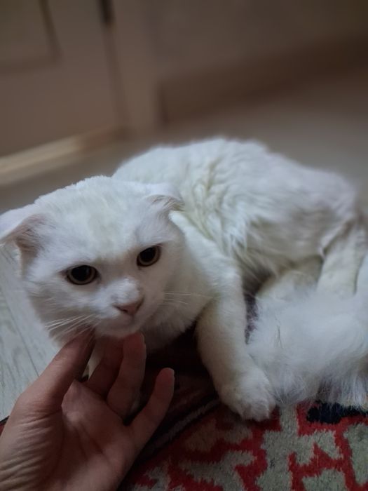 Турецкая ангора (вислоухая) — в подарок миска лоток витамины и шампунь