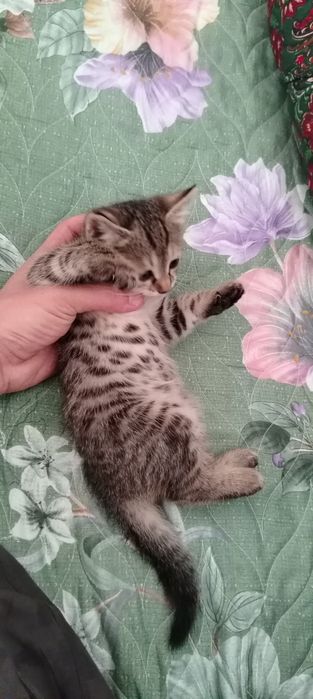 Отдам котят в добрые руки