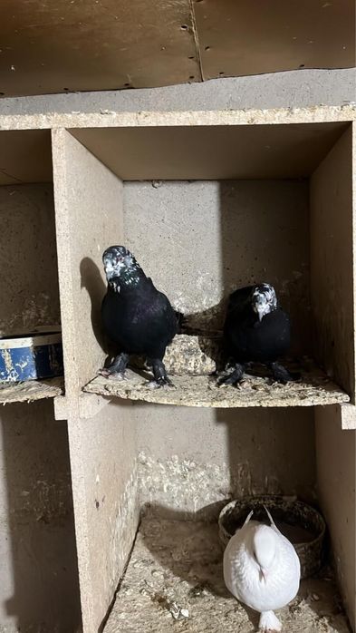 Птици сизи куран акбас