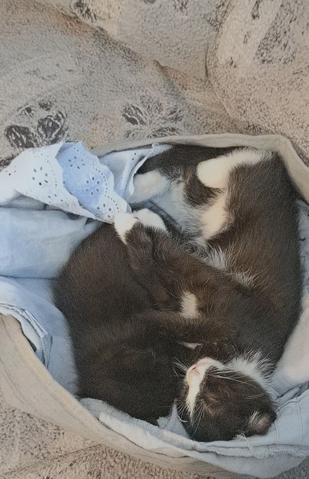 Отдам 2 котят. Девочка и мальчик