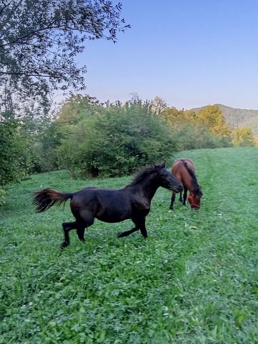 Armasar de vanzare