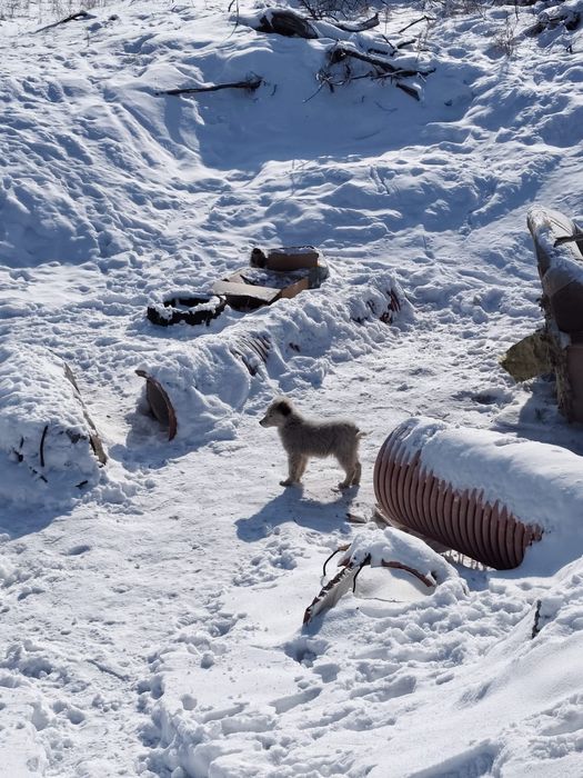 Щеночек ищет дом