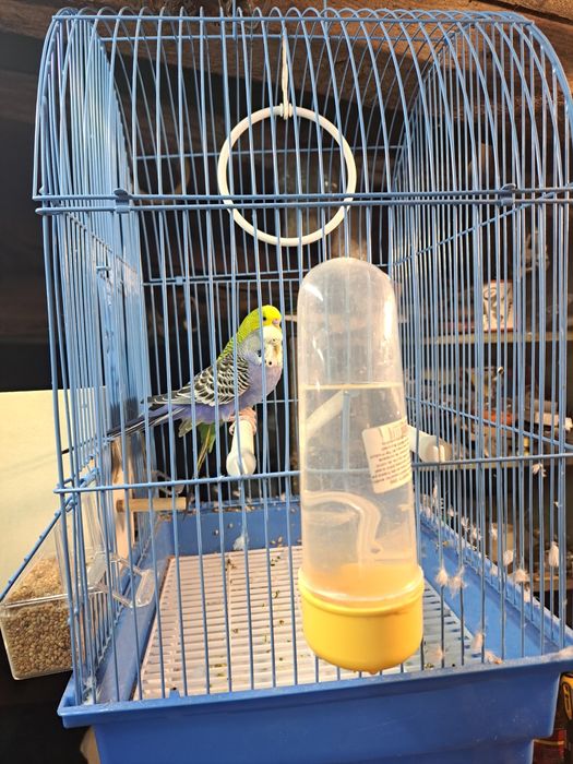 Vand colivie si 2 perusi