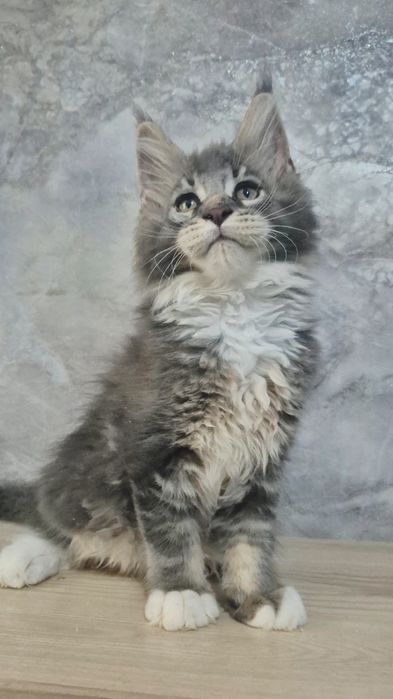 Мейн-кун котята с питомника