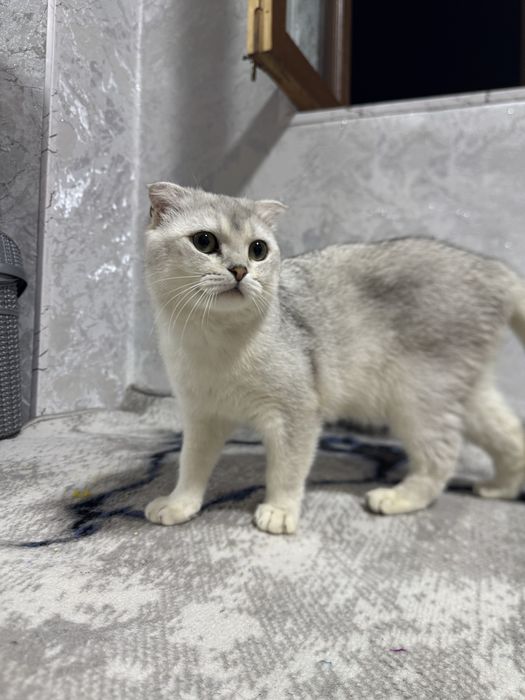 Scottish fold chinchilla Mushik srochni  sotiladi