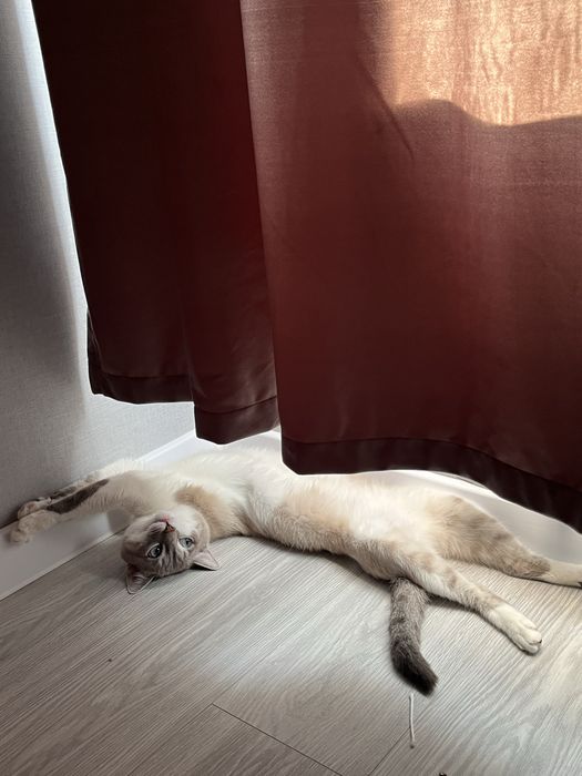 Вязка кошка, кота