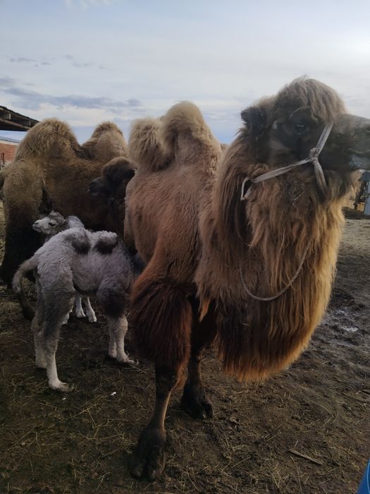 Түйе сатылады Ақтөбеден