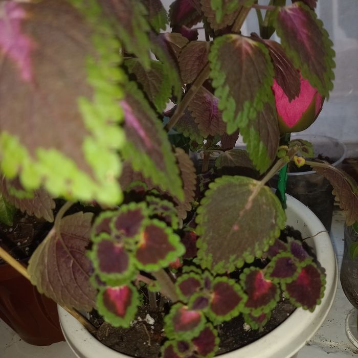 Комнатный цветок ленгер