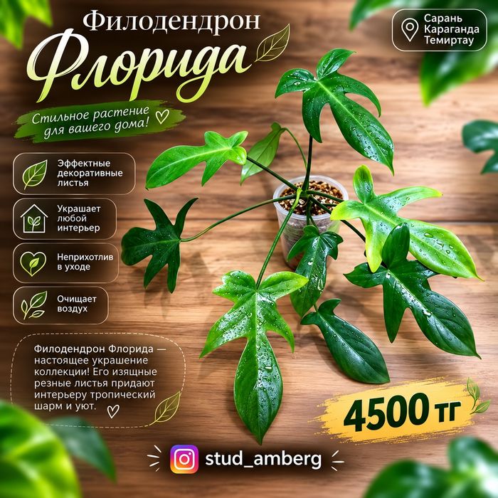 Филодендрон 1 ...
