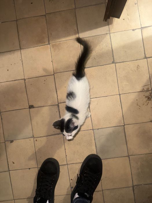 Отдаем котенка в добрые руки