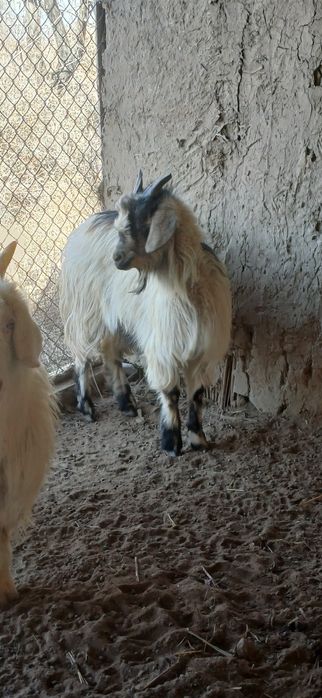 Ешкі сатылады туша