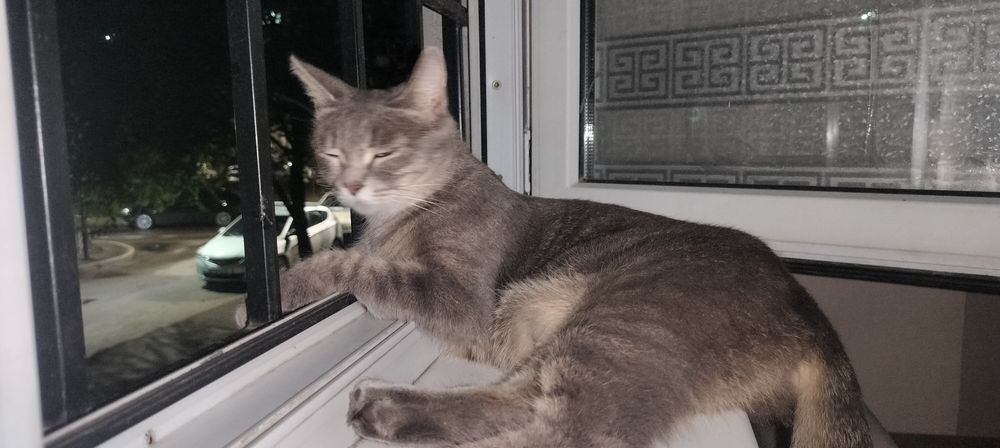 Отдам 2 котят бесплатно