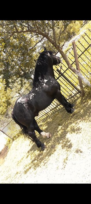 Harmăsar de 5 ani, trăsură garantată