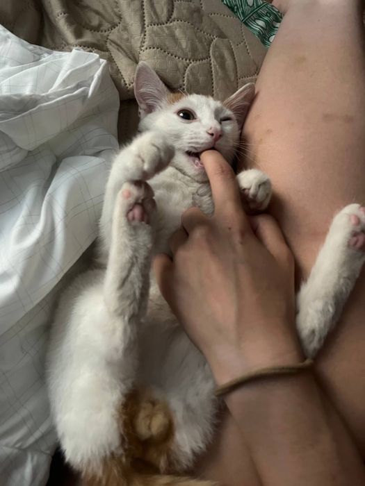 Котенок в добрые руки