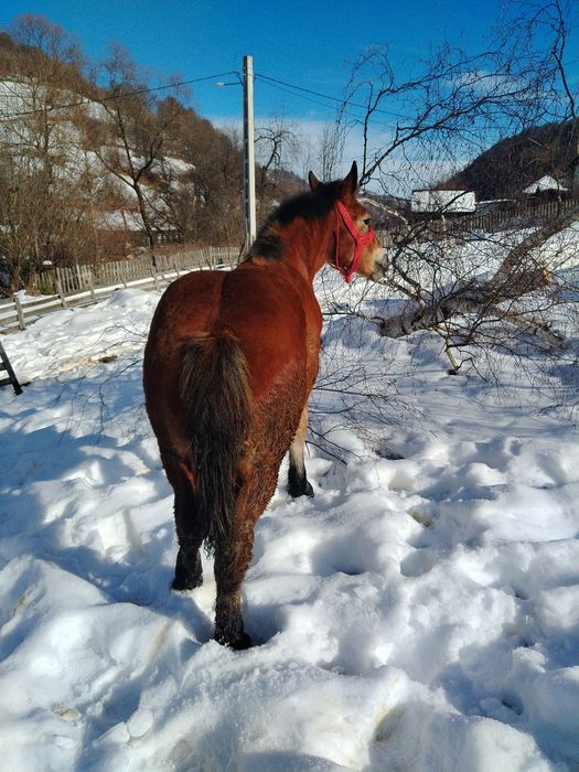 Vând mânză de 8 luni