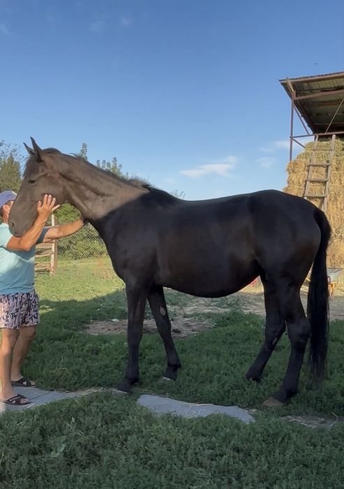 Продам кабылу иноходку