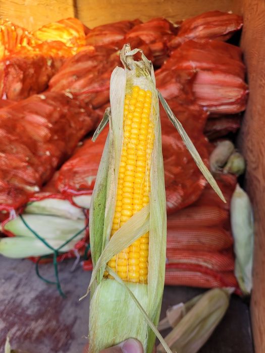 Кукуруз заморозка