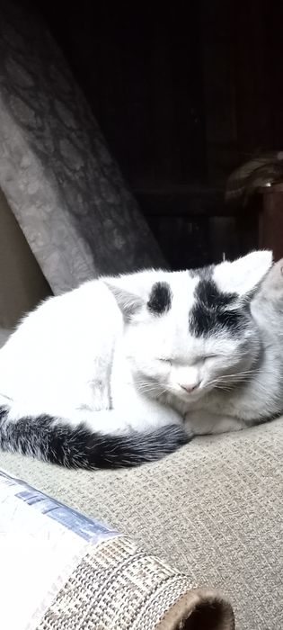 Потерялся кот в Семее вознаграждение 10тысяч