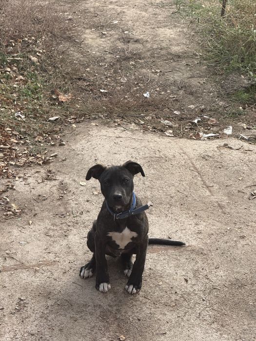 Питбуль 4месяцев торг есть