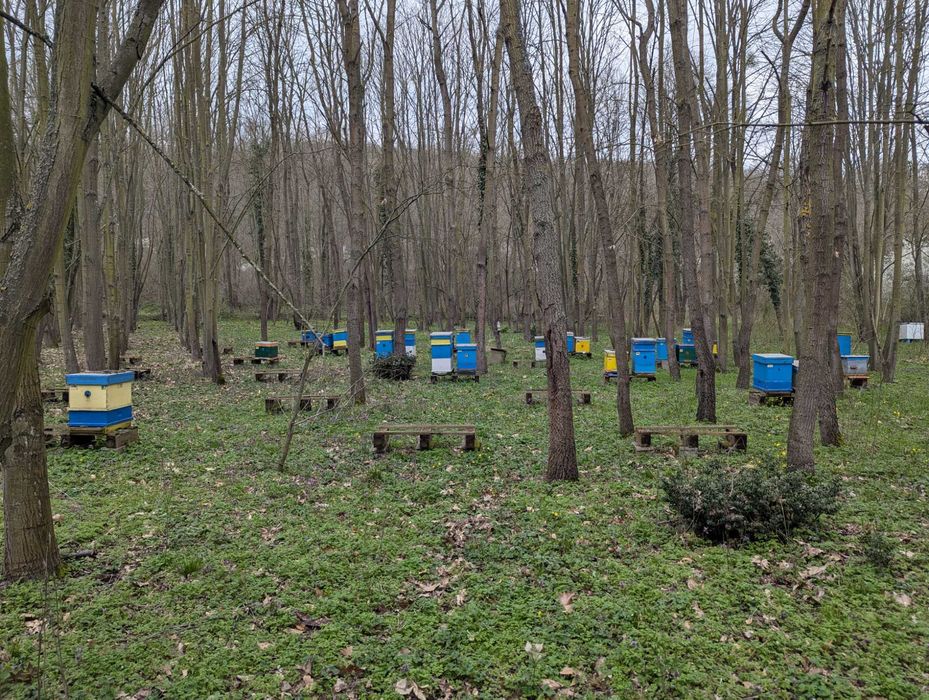 Продава се пчелин