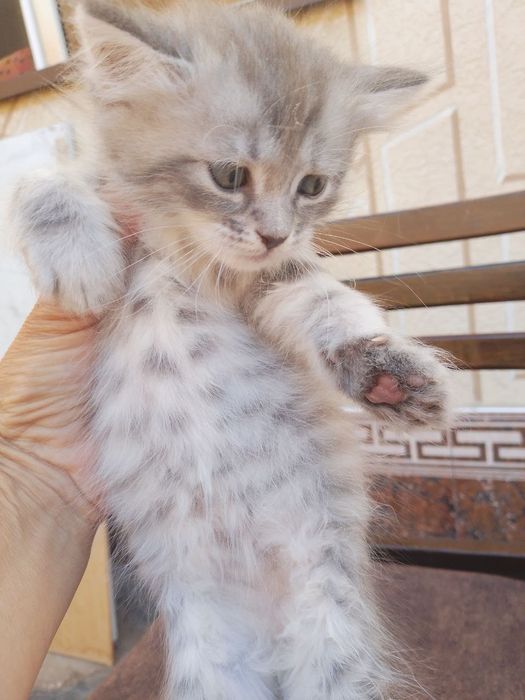 Котёнок на продажу