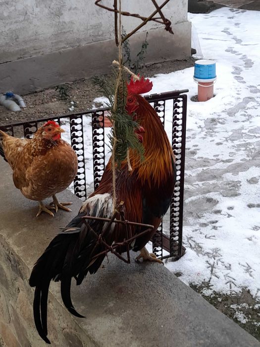 Gaini  pitice si cocosei