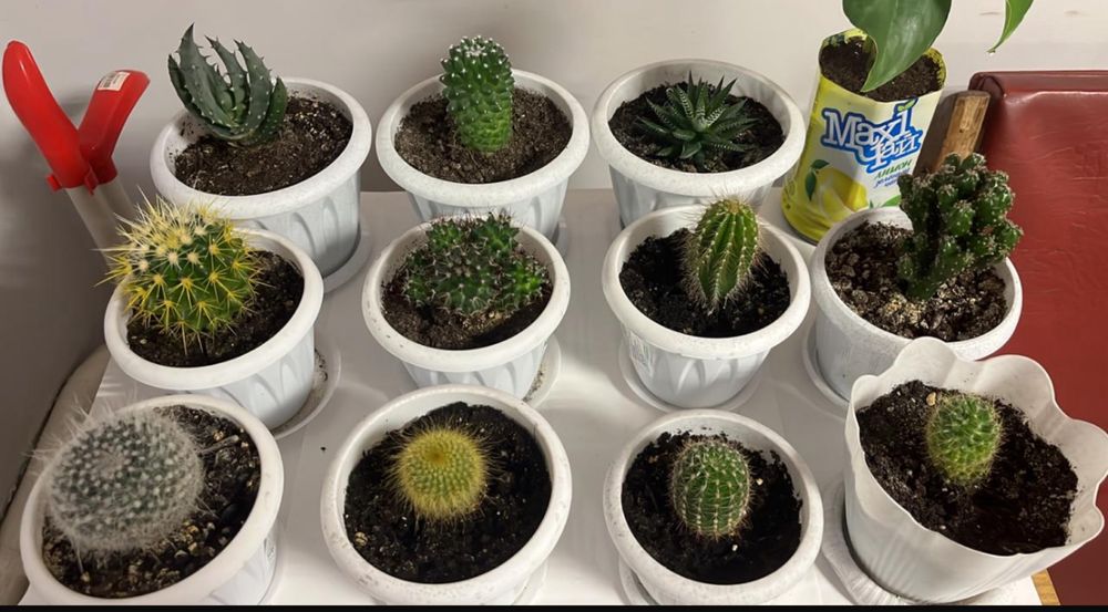 Денежное дерево и кактусы.