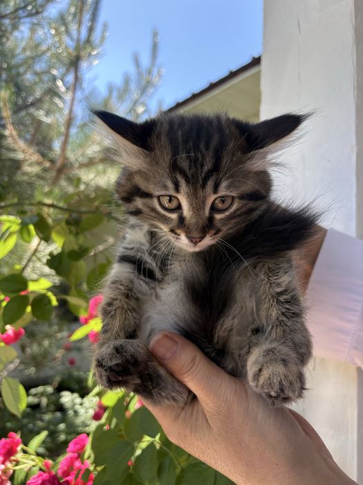 Отдам котенка в добрые руки