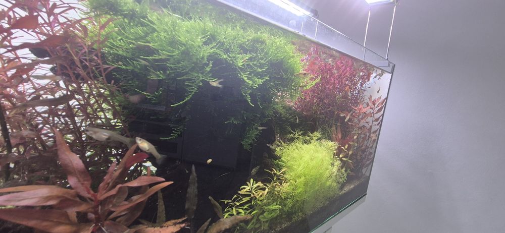 Plante de acvariu