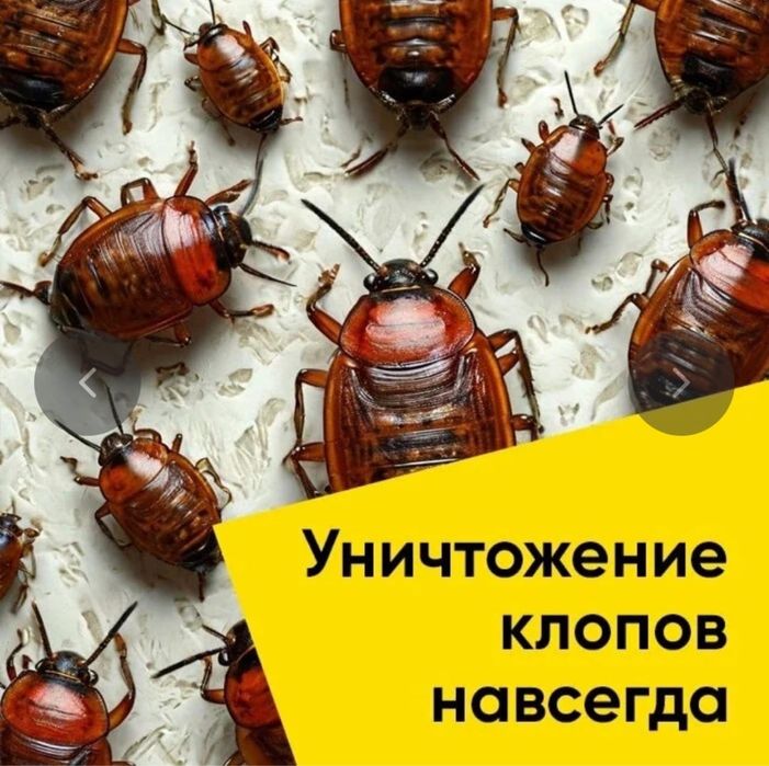 ОБРАБОТКА от клопов