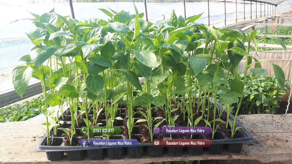 Vand rasaduri legume : Rasad de rosii \ tomate castraveti ardei vinete