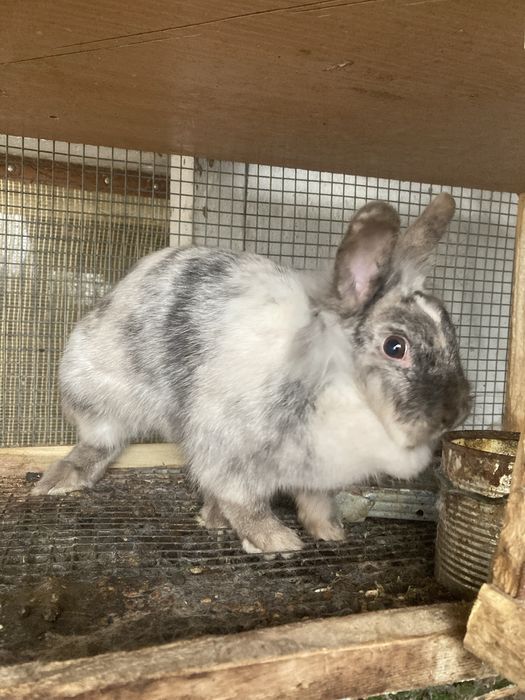 Декоративни зайчета