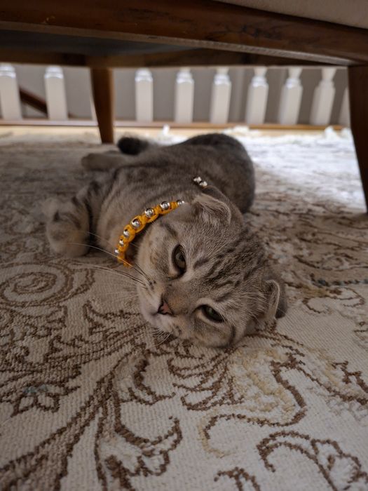 Срочно!!! Гибрид мушук хамма нарсаси билан берворамиз