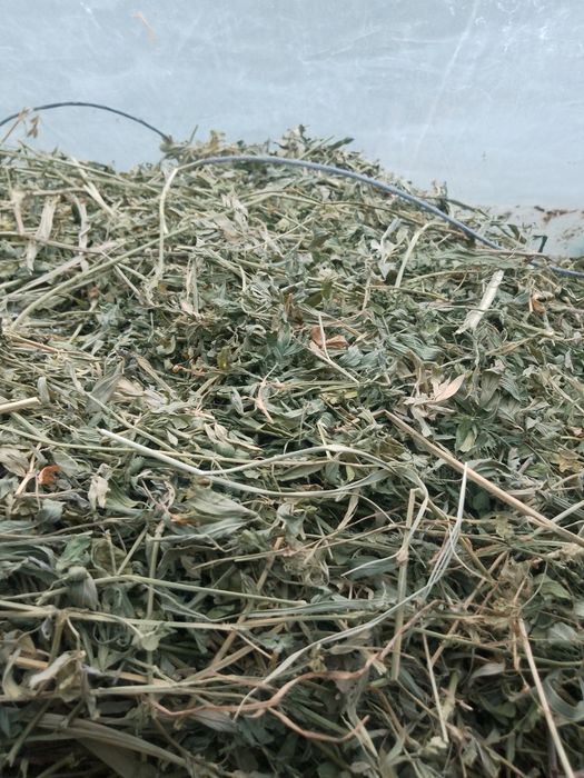 Vînd baloți de trifoi