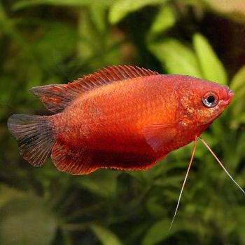 Взрослые гурами медово красные, также в продаже петушки и аквариумы