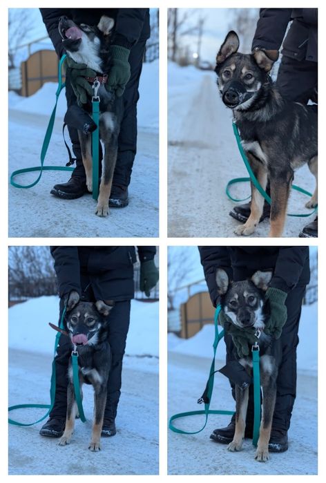 Собака в добрые руки