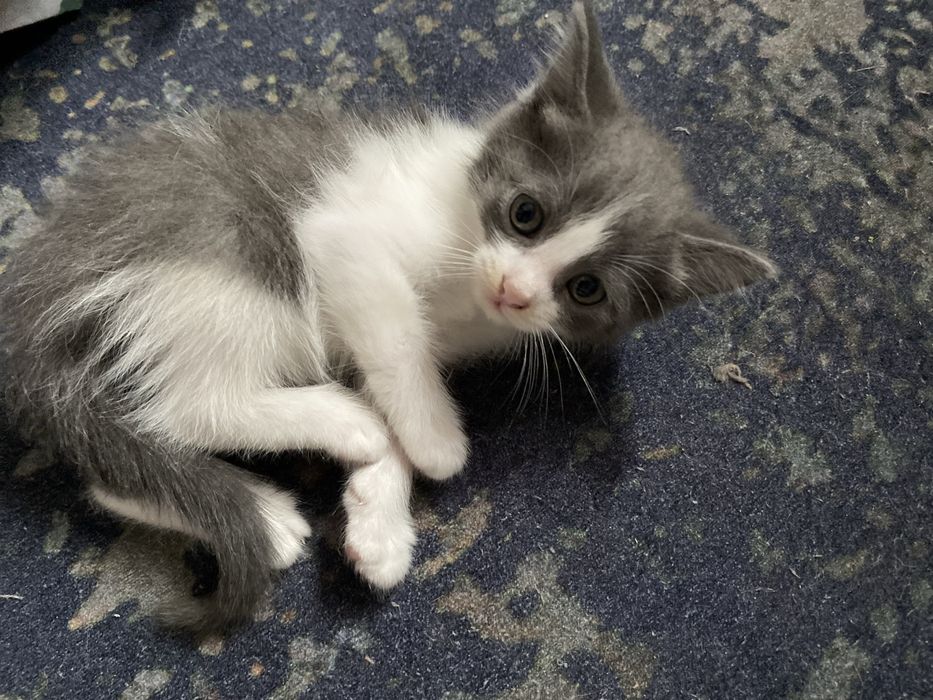 Котёнок в добрые руки!