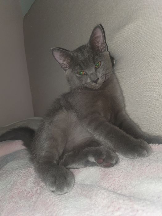 Котята маленькие