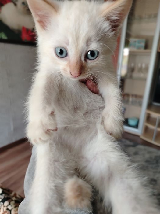 Отдам котят в добрые руки.