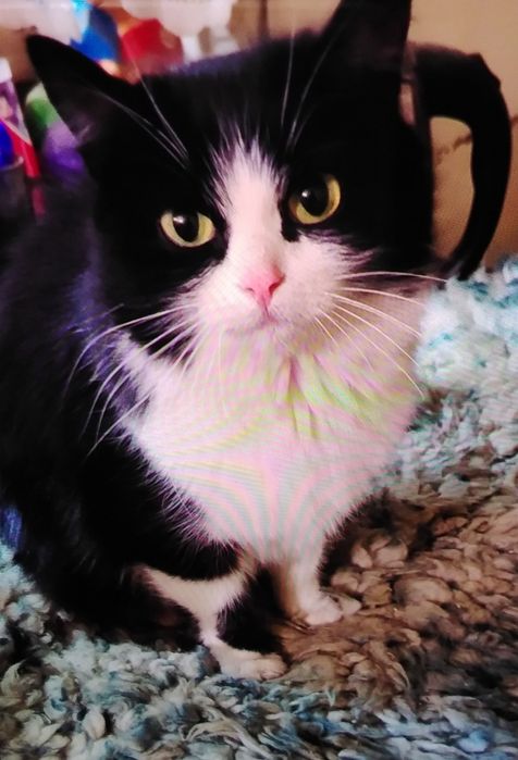 Кошки в добрые руки