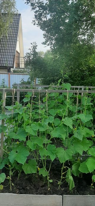 Продам дачу Восток,оз.Пестрое.