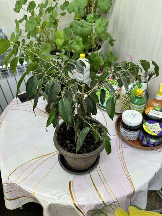 Фикус бенджамина, комнатные растения