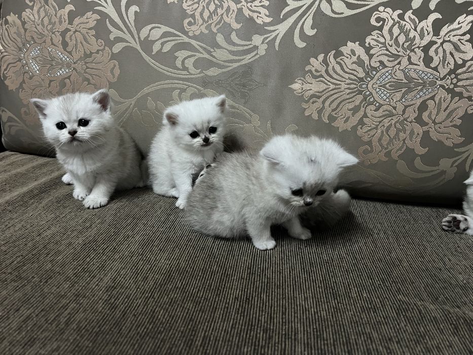 Британски  сребърни