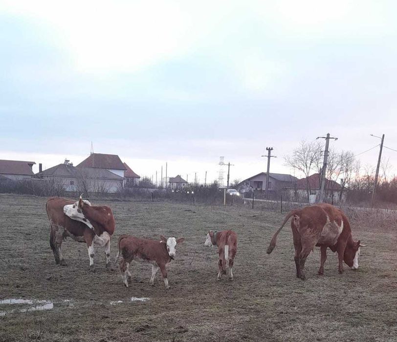 Vand 2 vaci de rasa Baltata Romaneasca fiecare, avand 2 vitele fiecare