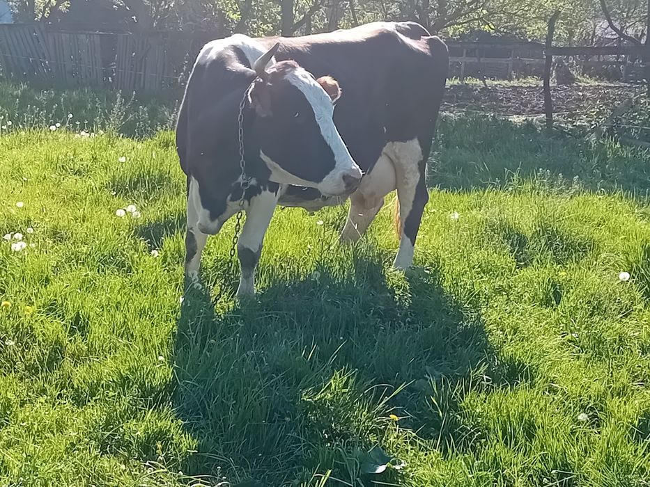 Vând  vaca de 8 ani blândă, da 18 -20 litri  pe zi