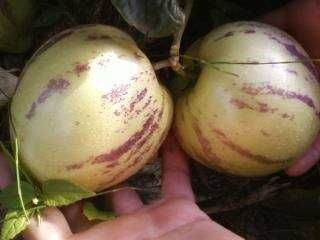 Разсад ПЕПИНО (пъпешово дърво)