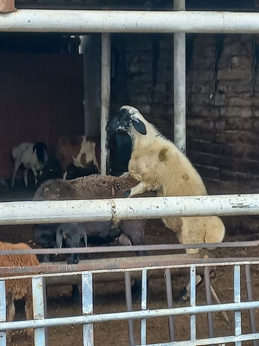 Кошкар  на племя.