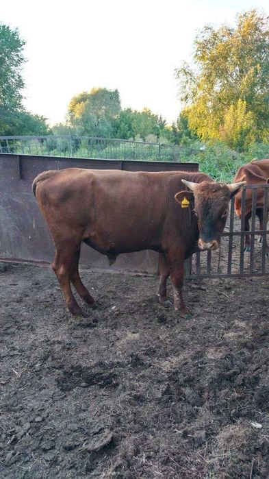 Продам бычков жирных